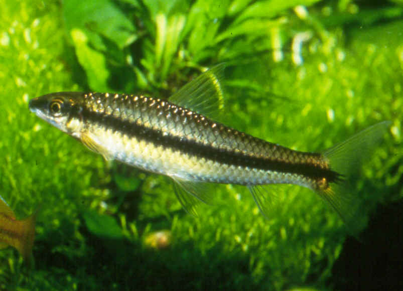 epalzeorhynchus-siamensis